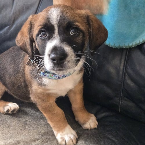 CUBBI - Unknown available for adoption