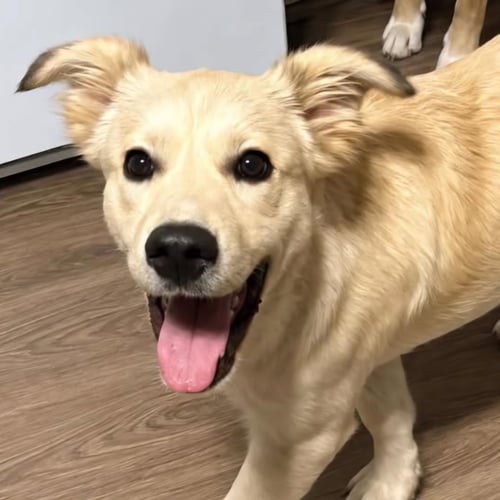 OPAL - Anatolian Shepherd available for adoption