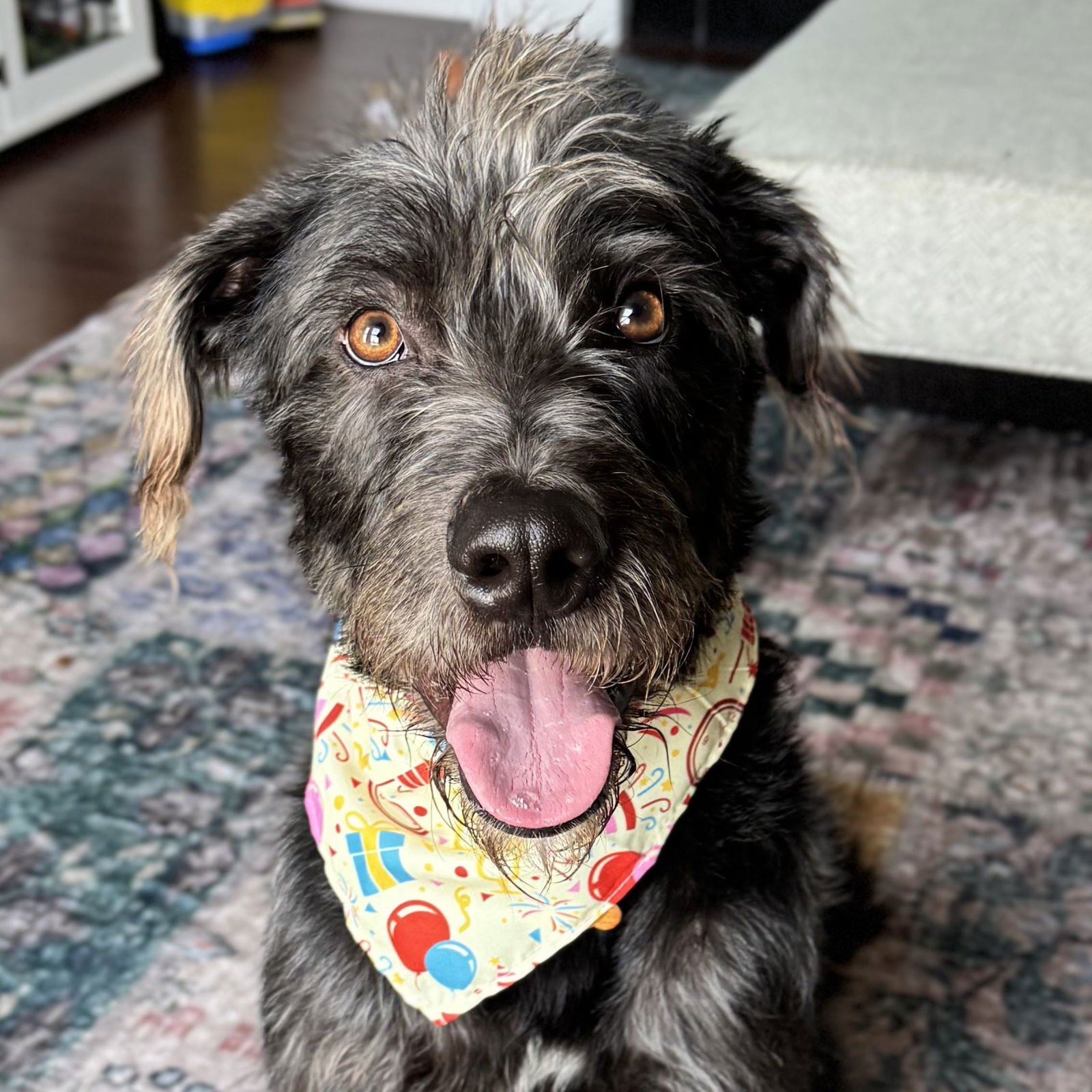 TOAST - Labrador Retriever / Poodle (Standard) available for adoption