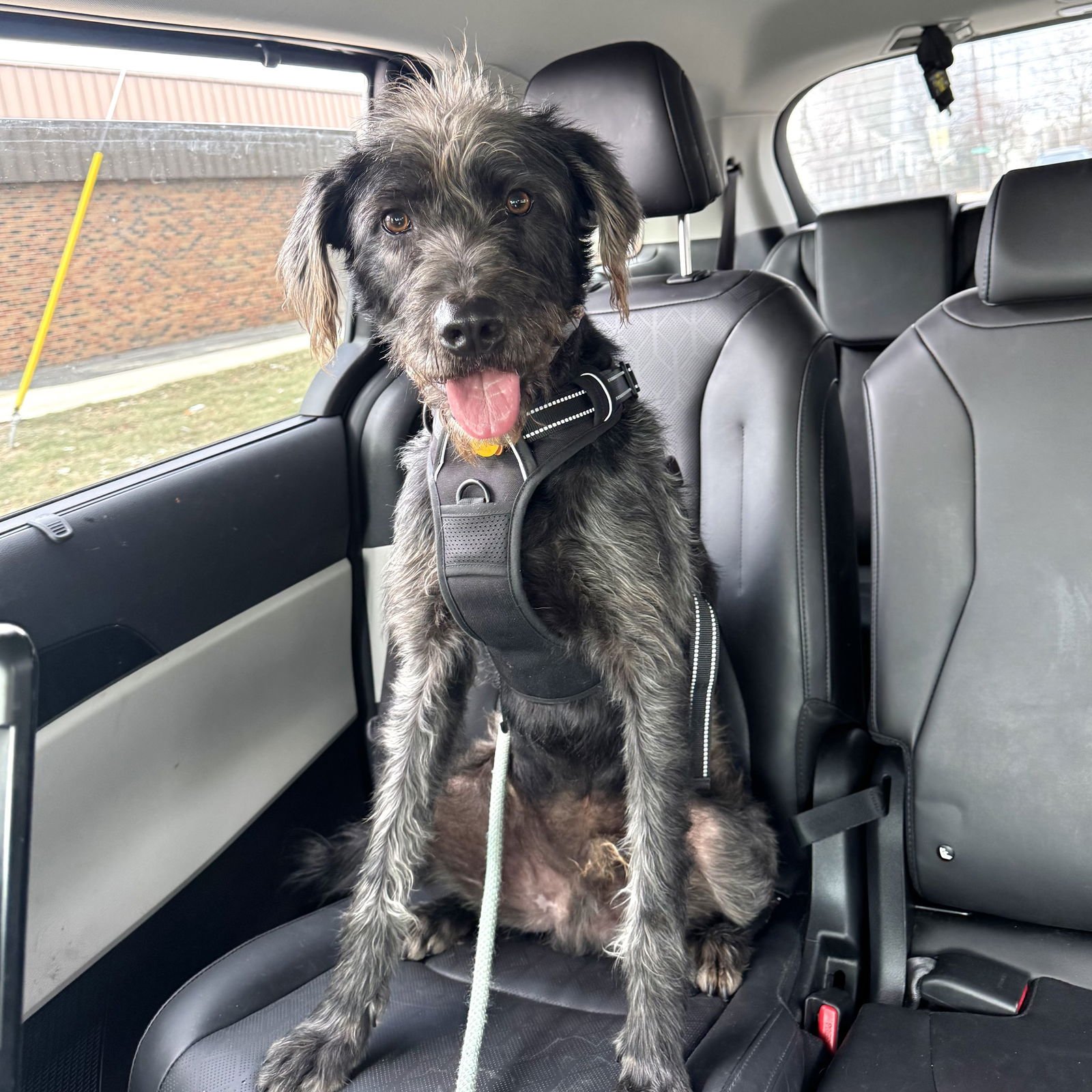 TOAST - Labrador Retriever / Poodle (Standard) available for adoption