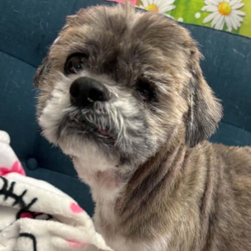 DUDLEY DUDDLES - Shih Tzu available for adoption