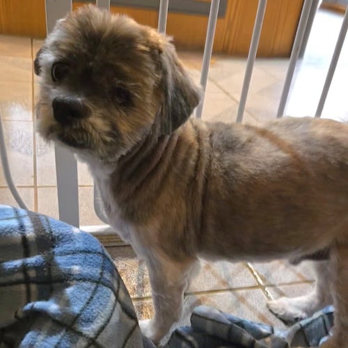 DUDLEY DUDDLES - Shih Tzu available for adoption