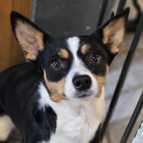 EDDIE - Rat Terrier available for adoption