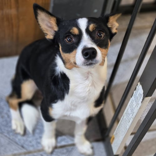 EDDIE - Rat Terrier available for adoption