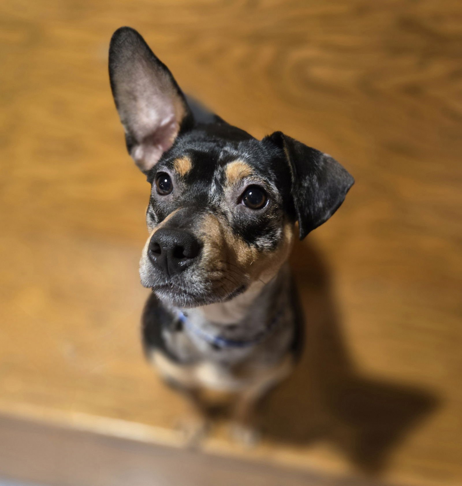 BROWNIE - Unknown available for adoption