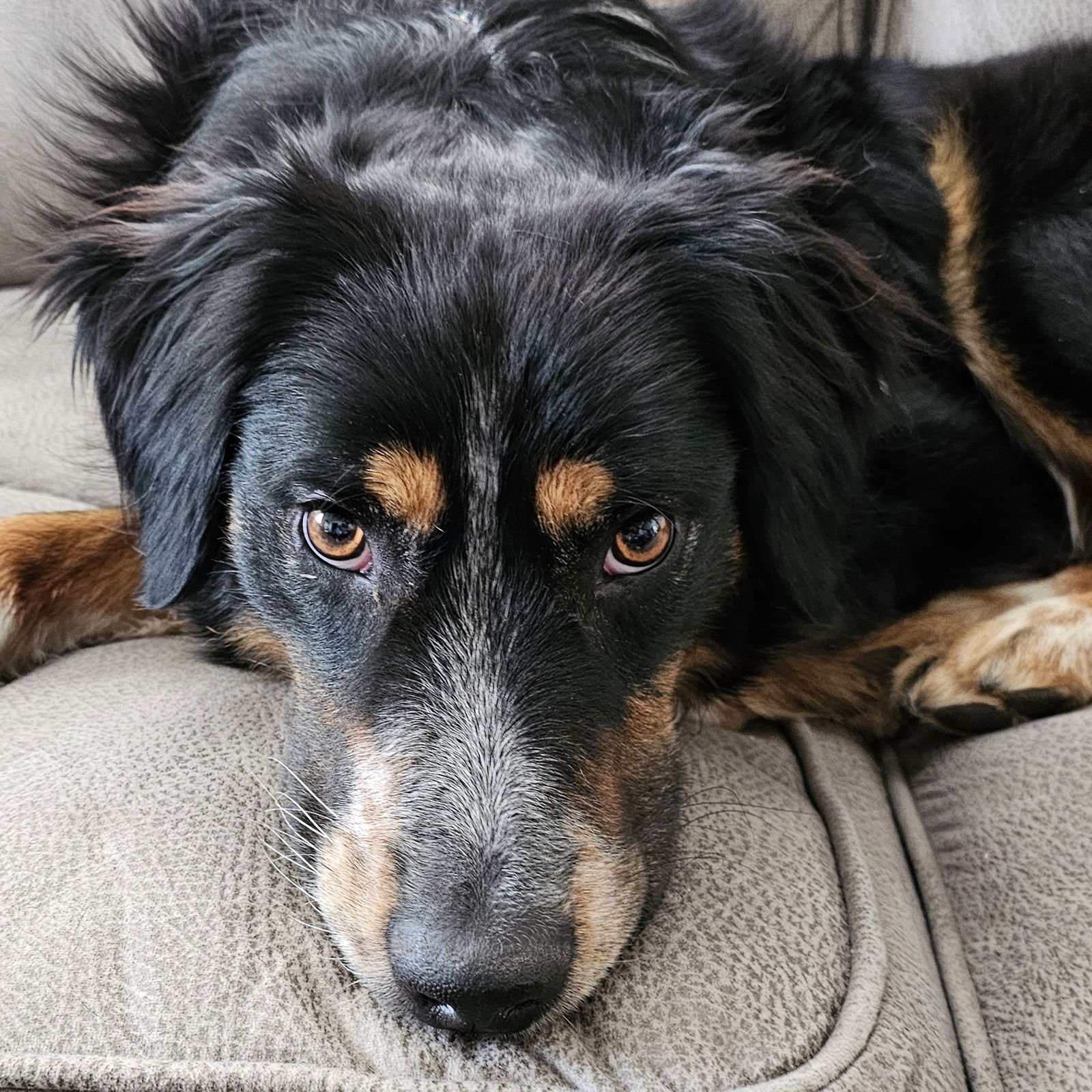 OSIRIS - Australian Shepherd available for adoption