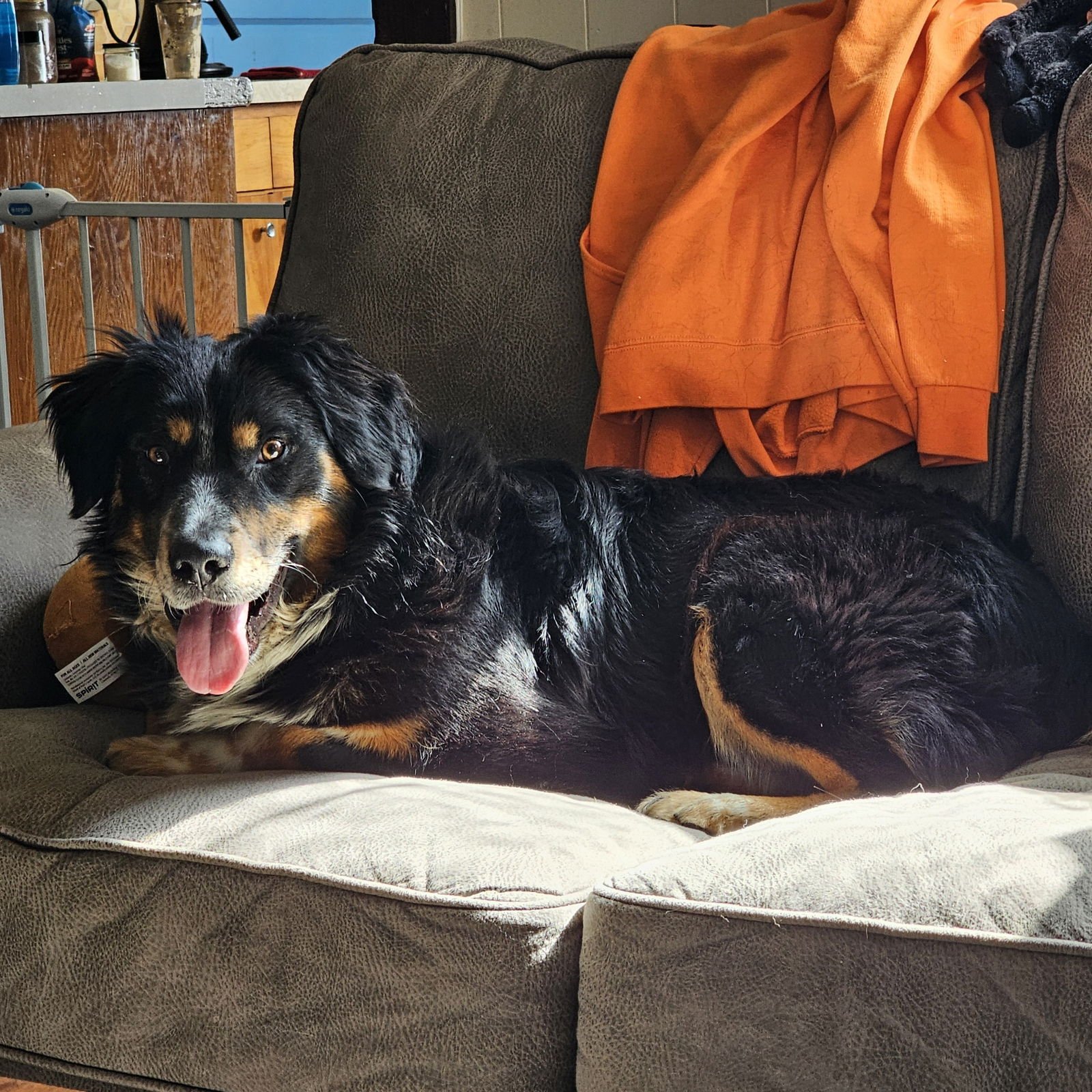 OSIRIS - Australian Shepherd available for adoption