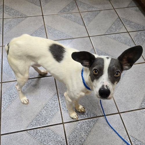 SQUIRREL - Unknown available for adoption