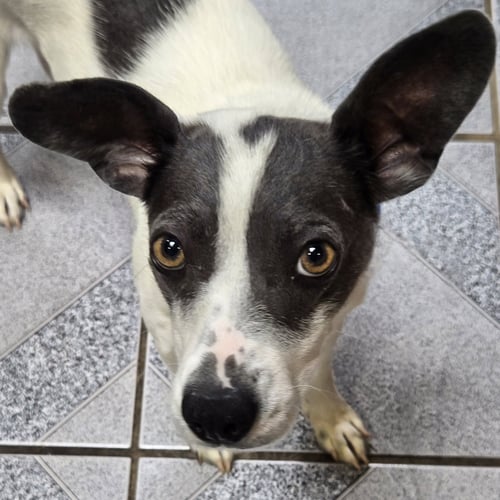 SQUIRREL - Unknown available for adoption
