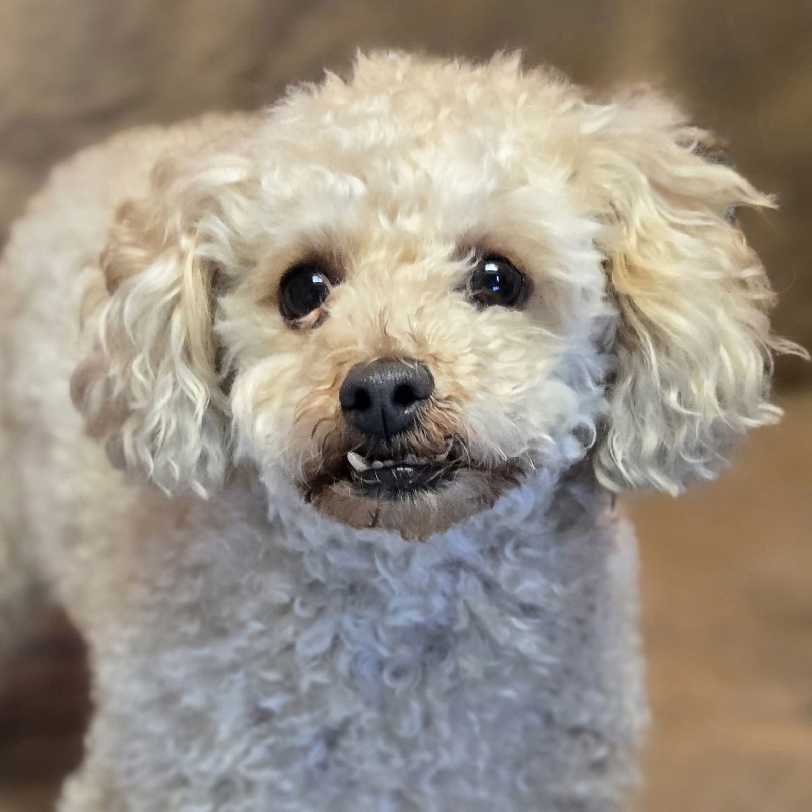 TEDDY - Poodle (Toy) available for adoption