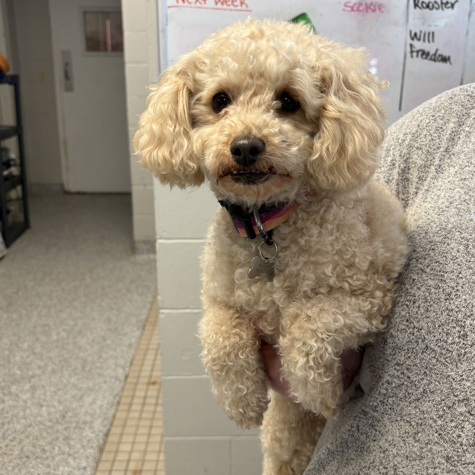 TEDDY - Poodle (Toy) available for adoption