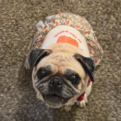 MELON - Pug available for adoption