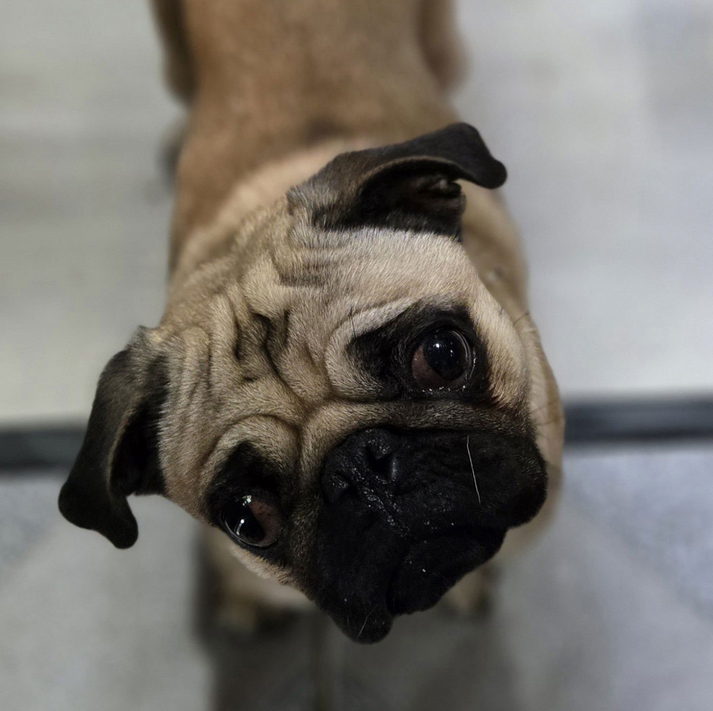 CHAOS - Pug available for adoption