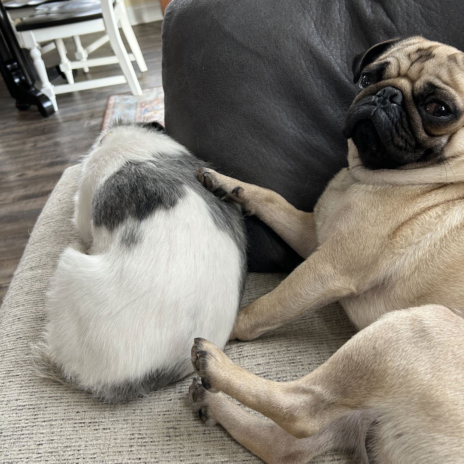 CHAOS - Pug available for adoption