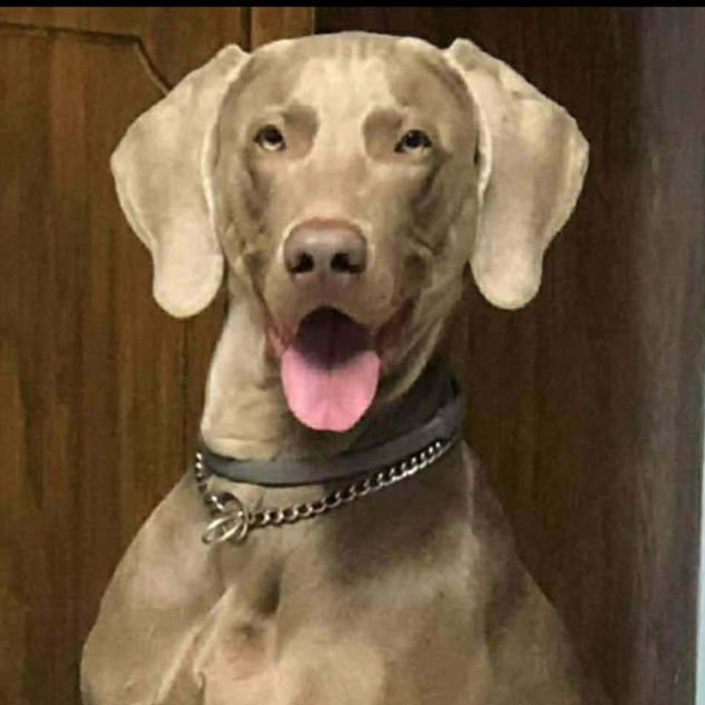 GEIST - Weimaraner available for adoption