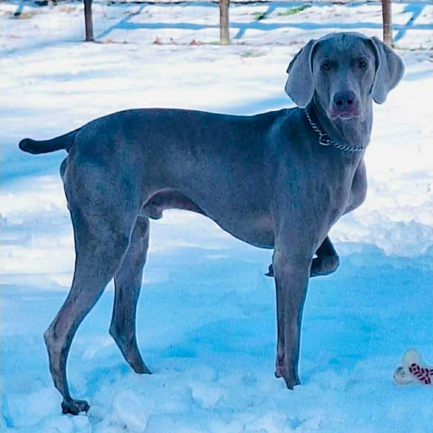 GEIST - Weimaraner available for adoption