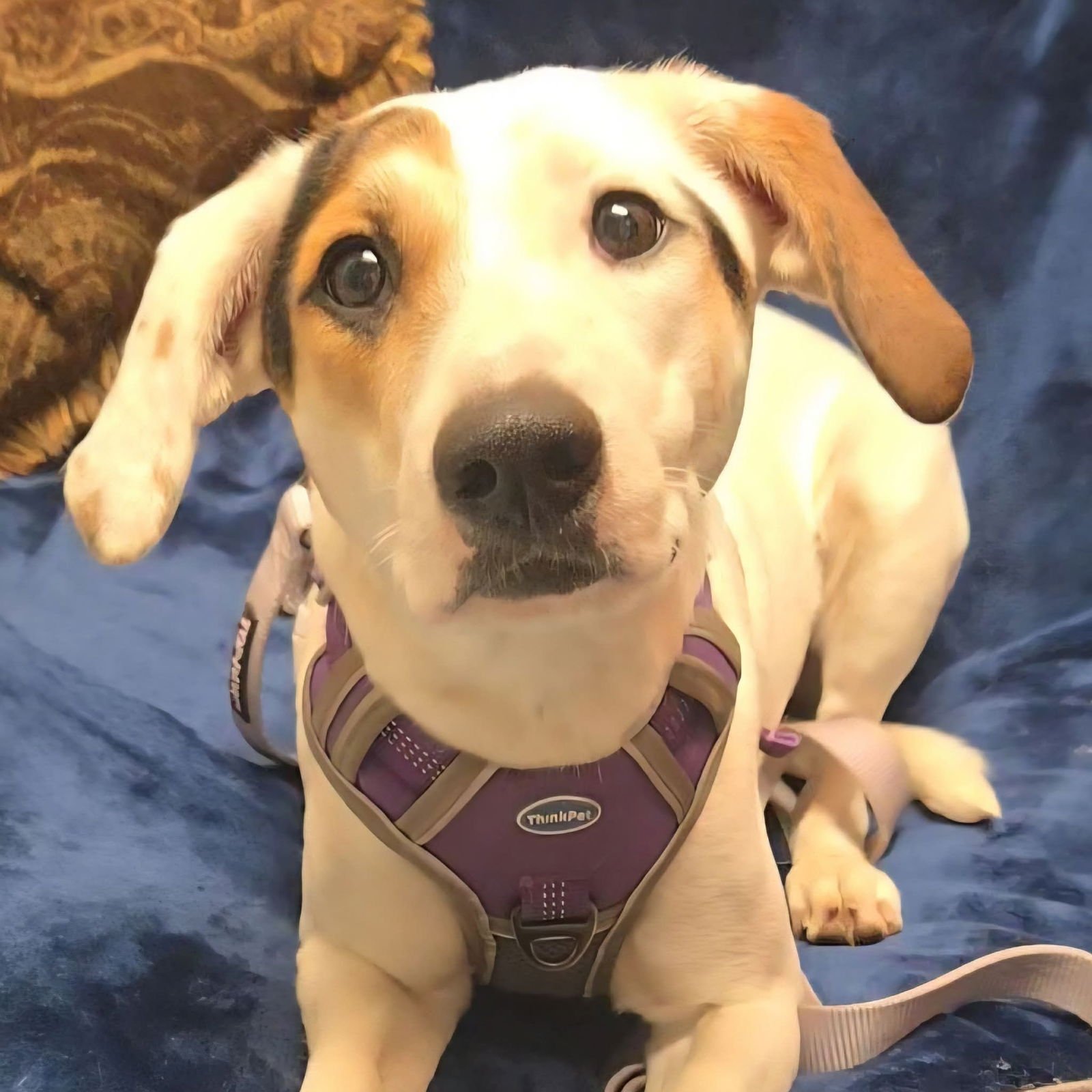 ZIVA - Unknown available for adoption