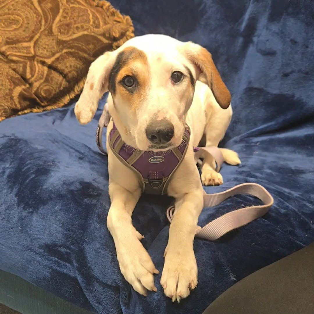 ZIVA - Unknown available for adoption