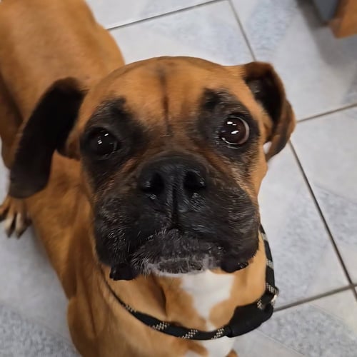 TANSY - Boxer available for adoption