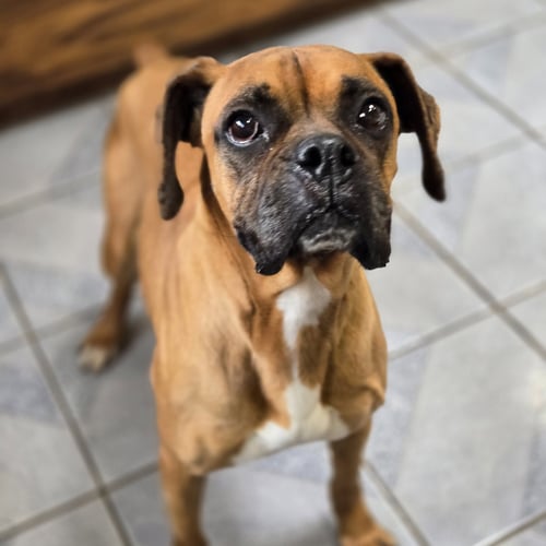TANSY - Boxer available for adoption