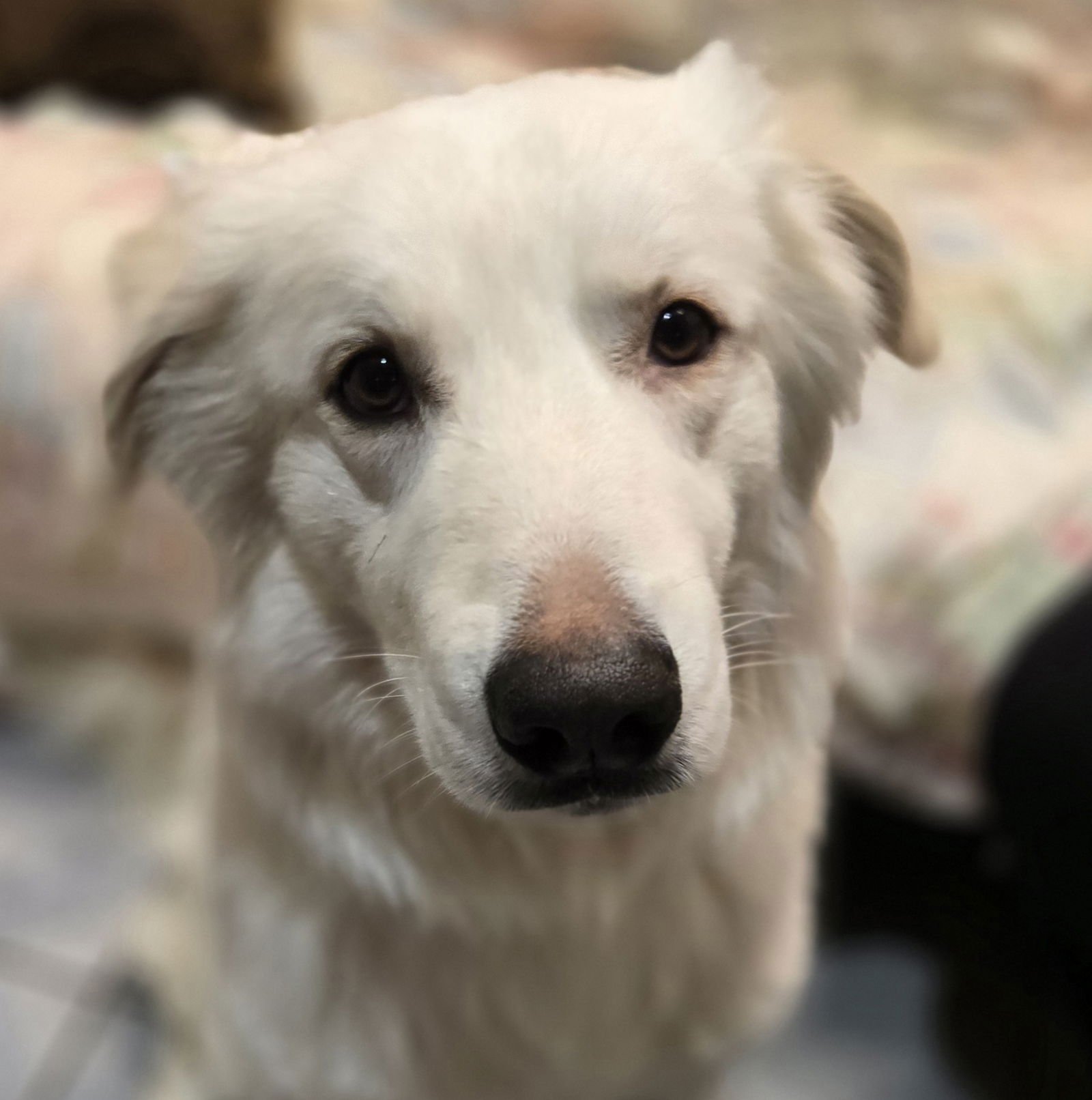 TAMATOA - Great Pyrenees available for adoption