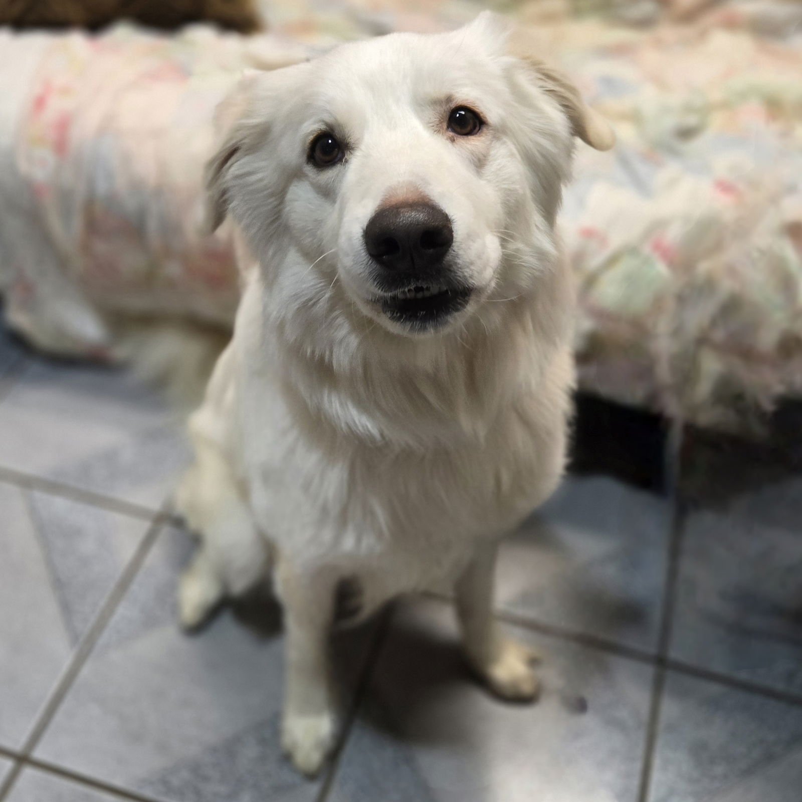 TAMATOA - Great Pyrenees available for adoption
