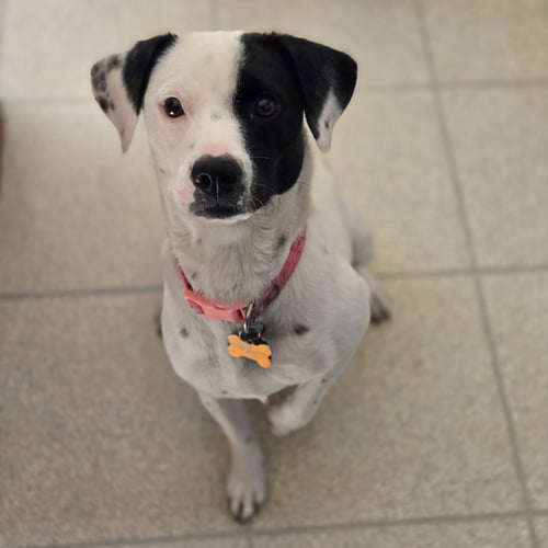 RORY - Unknown available for adoption