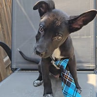 Wakko - Photo 5