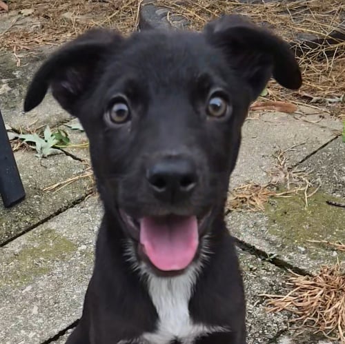 WAKKO - Labrador Retriever available for adoption