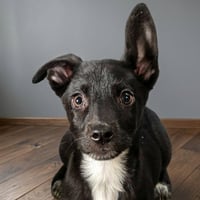 Wakko - Photo 3