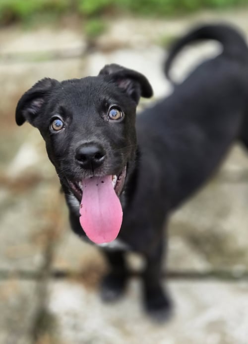 WAKKO - Labrador Retriever available for adoption