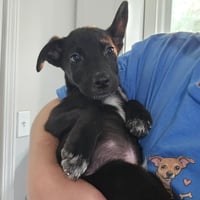 Wakko - Photo 6