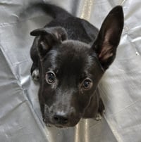 Wakko - Photo 7