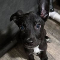 Wakko - Photo 4