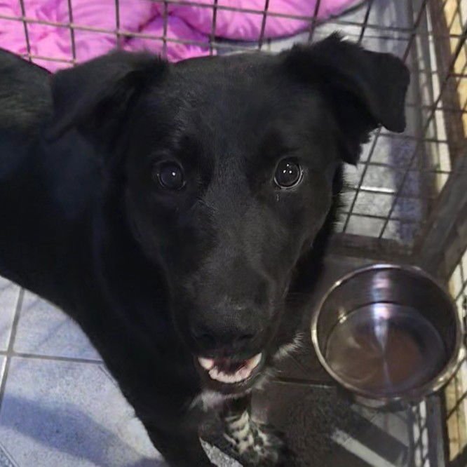 BAYNE - Australian Shepherd available for adoption