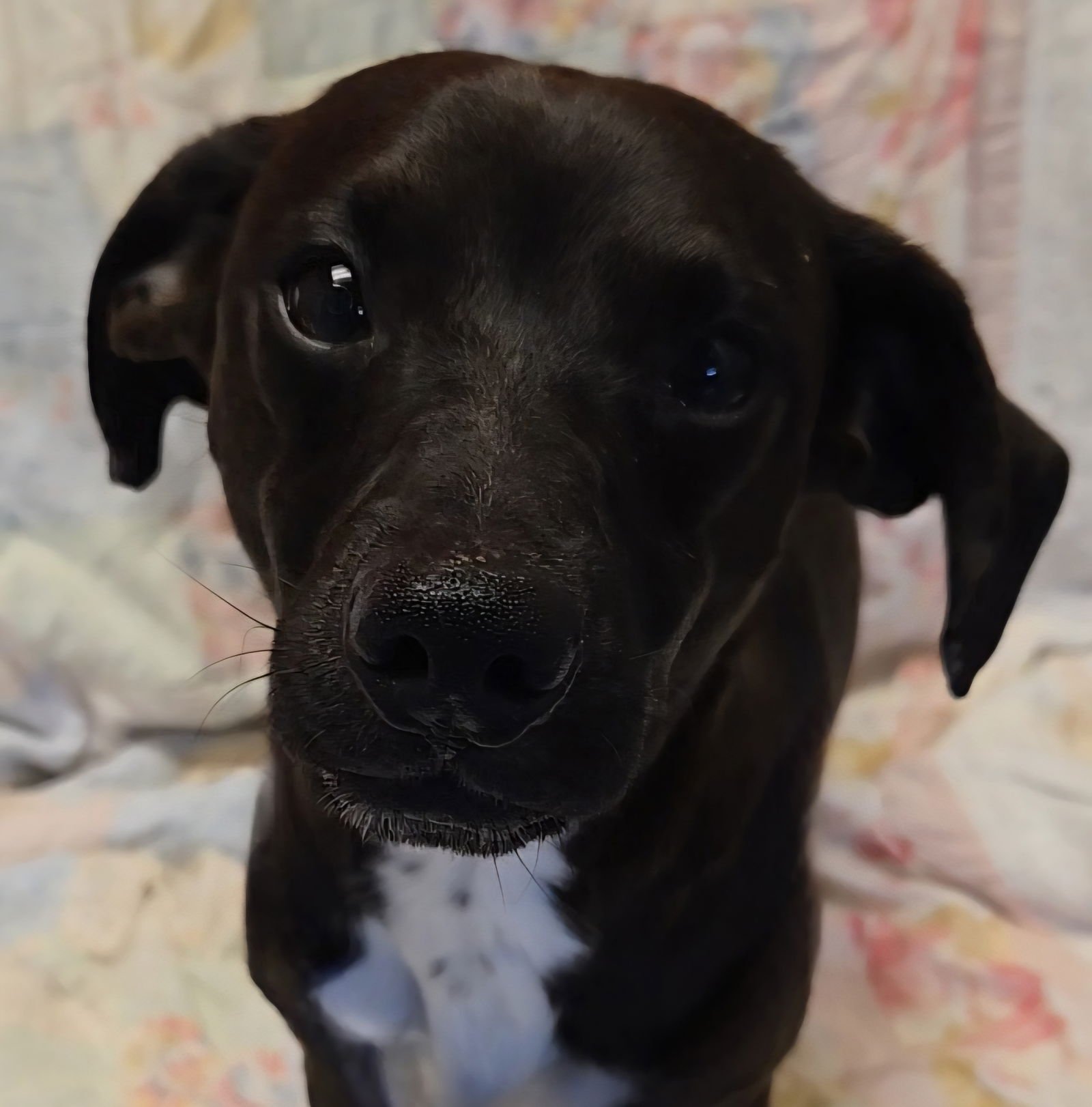 TERK - Unknown available for adoption