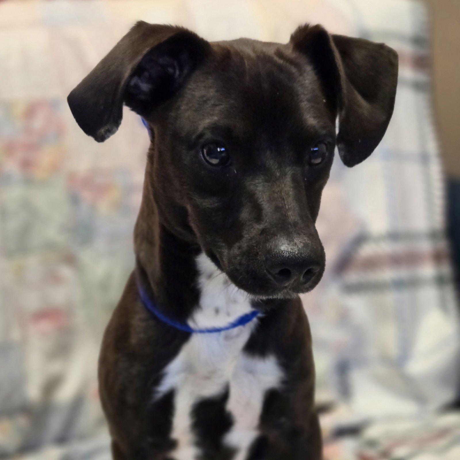 TERK - Unknown available for adoption