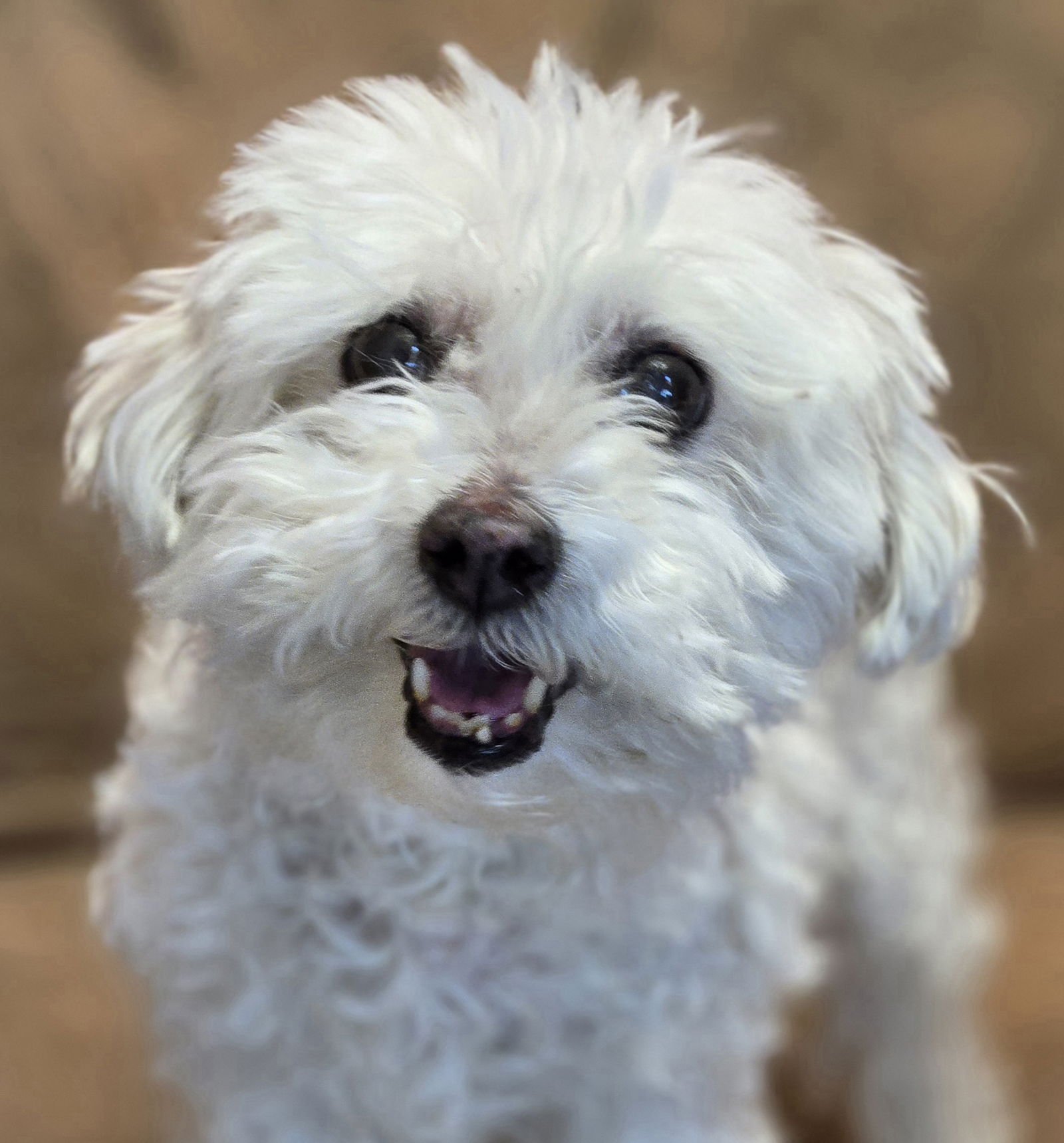 BABE - Maltese available for adoption