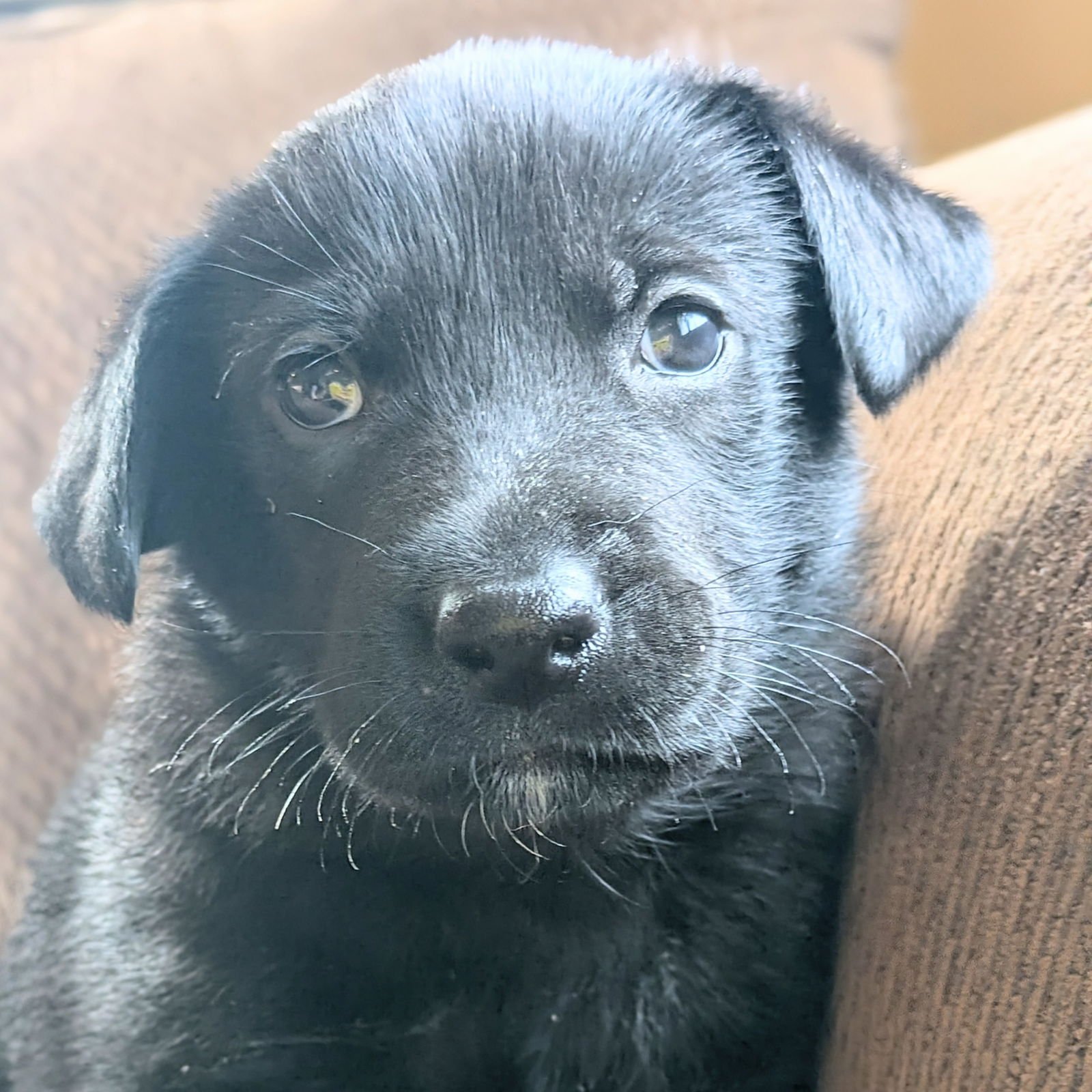 FEAR - Labrador Retriever available for adoption