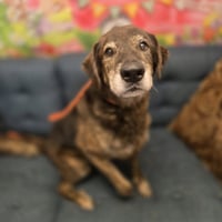 Oscar - Photo 3