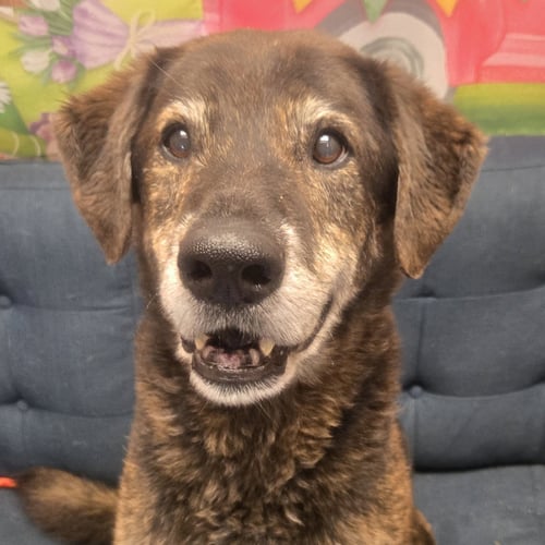 OSCAR - Labrador Retriever available for adoption