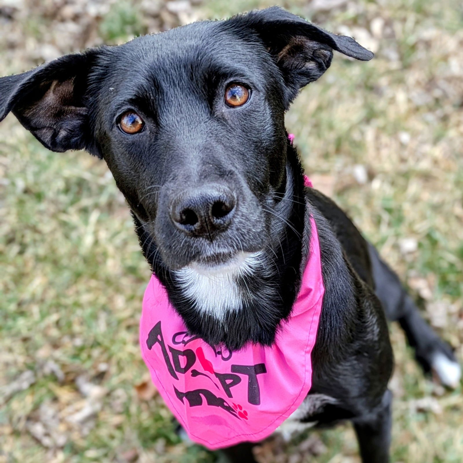 RILEY - Labrador Retriever available for adoption