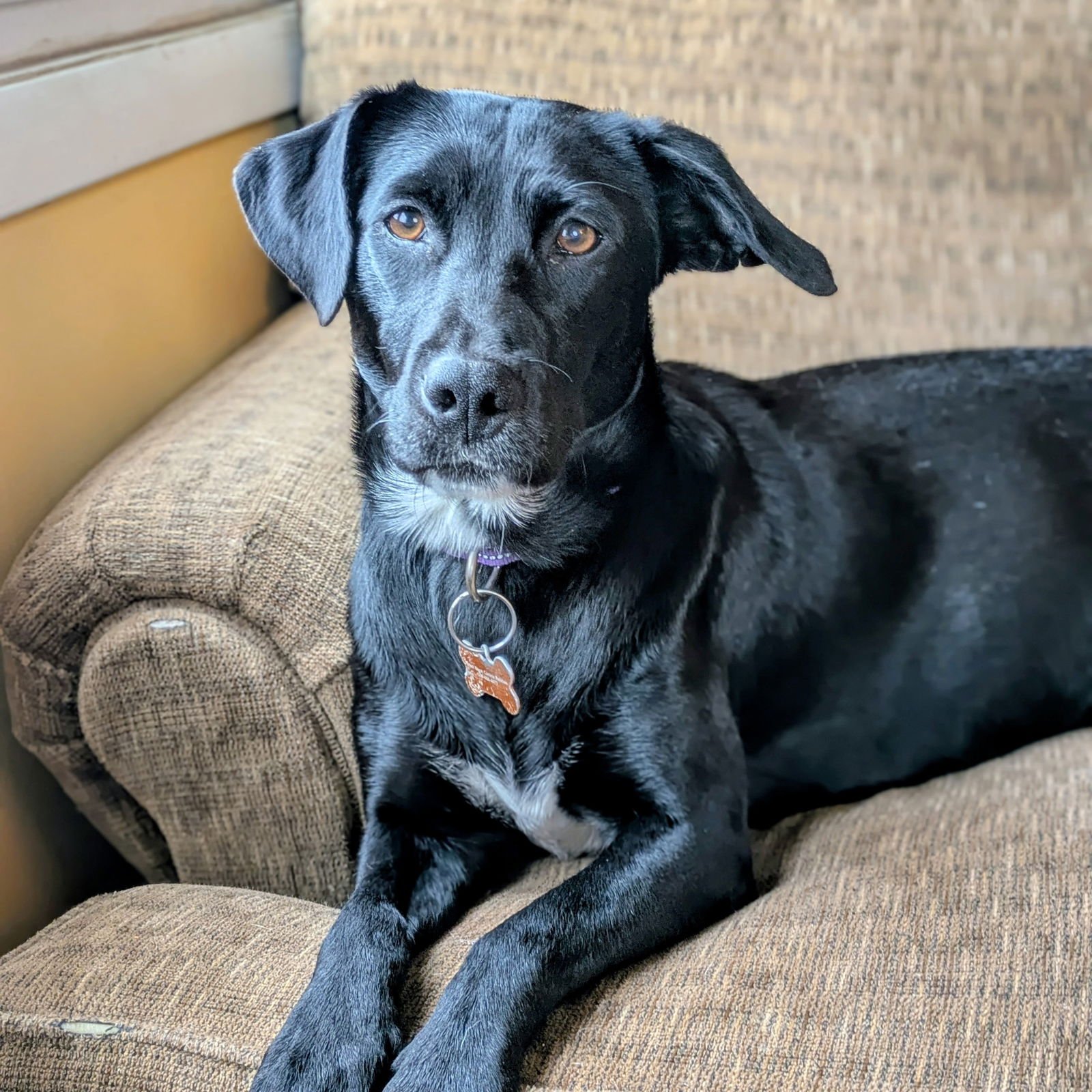 RILEY - Labrador Retriever available for adoption