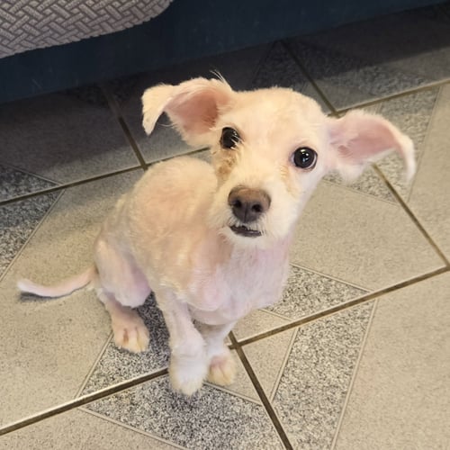 CARMEN - Bichon Frise available for adoption