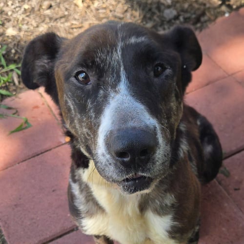 RUDOLPH - Unknown available for adoption