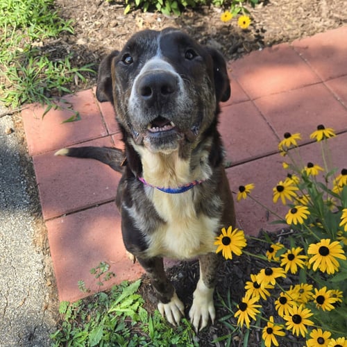 RUDOLPH - Unknown available for adoption