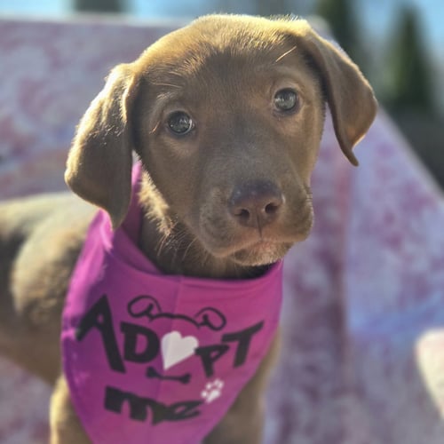 POPPLE - Labrador Retriever available for adoption