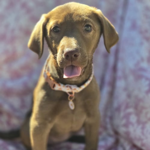 POPPLE - Labrador Retriever available for adoption