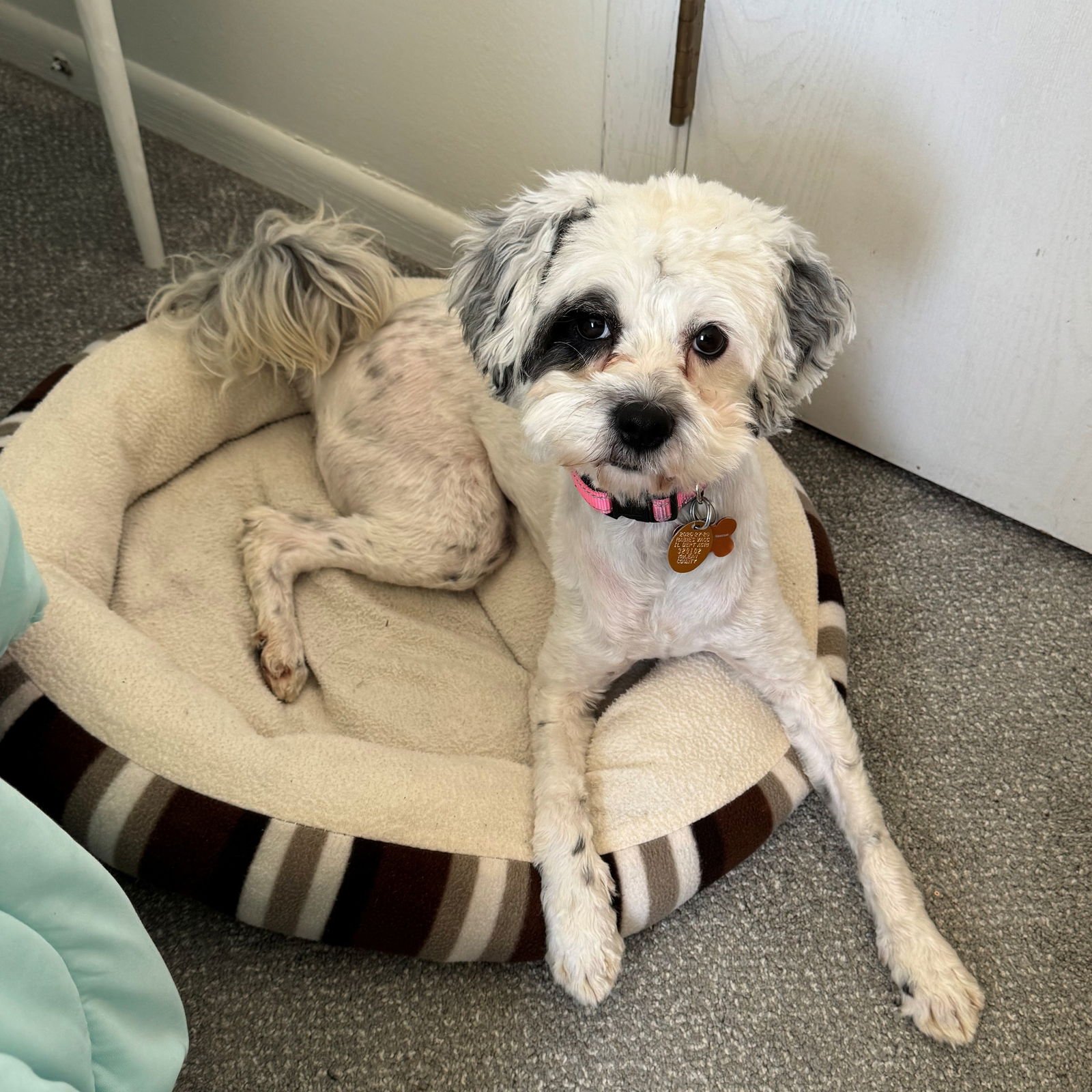 MONKEY - Shih Tzu / Poodle (unknown type) available for adoption