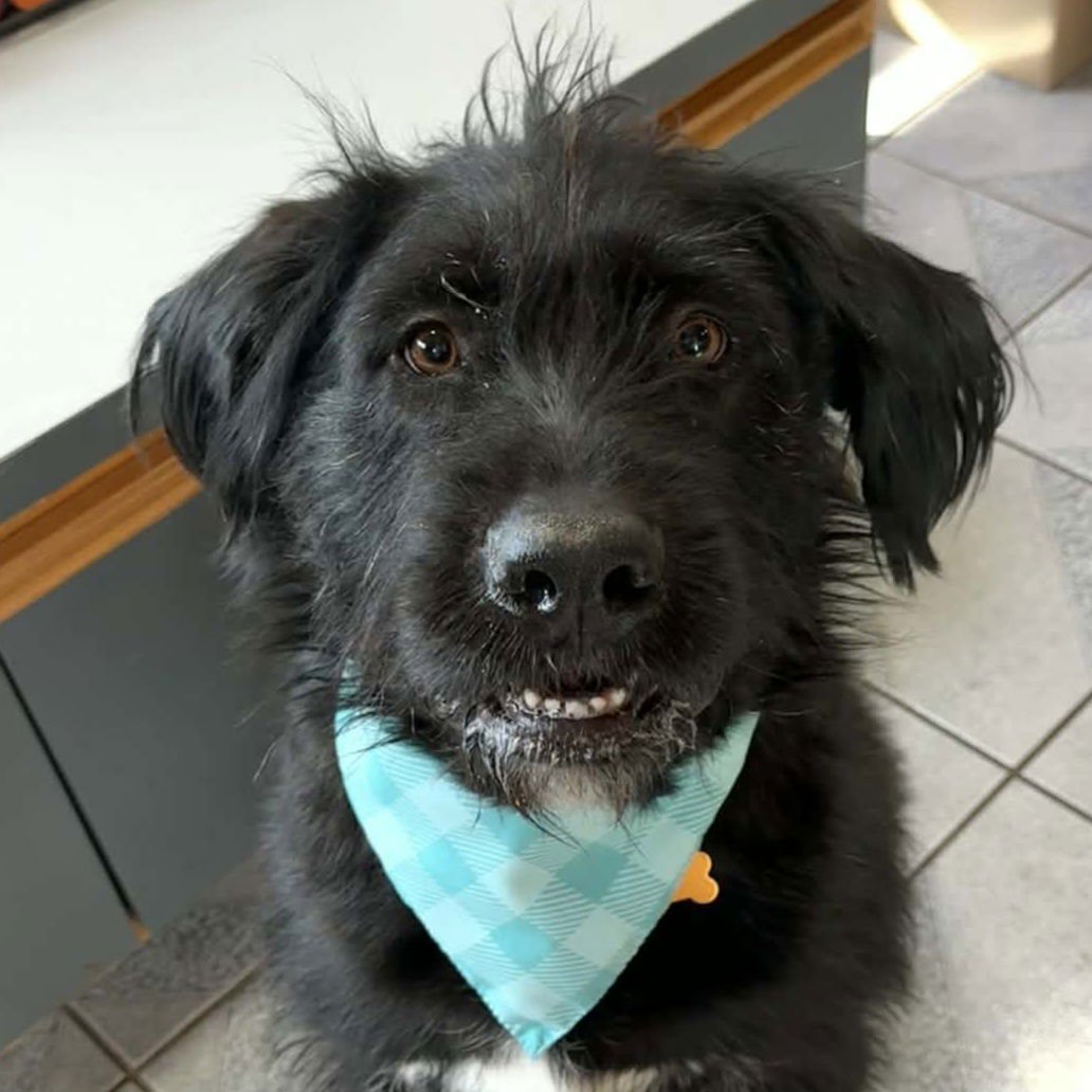 SULLIVAN - Unknown available for adoption